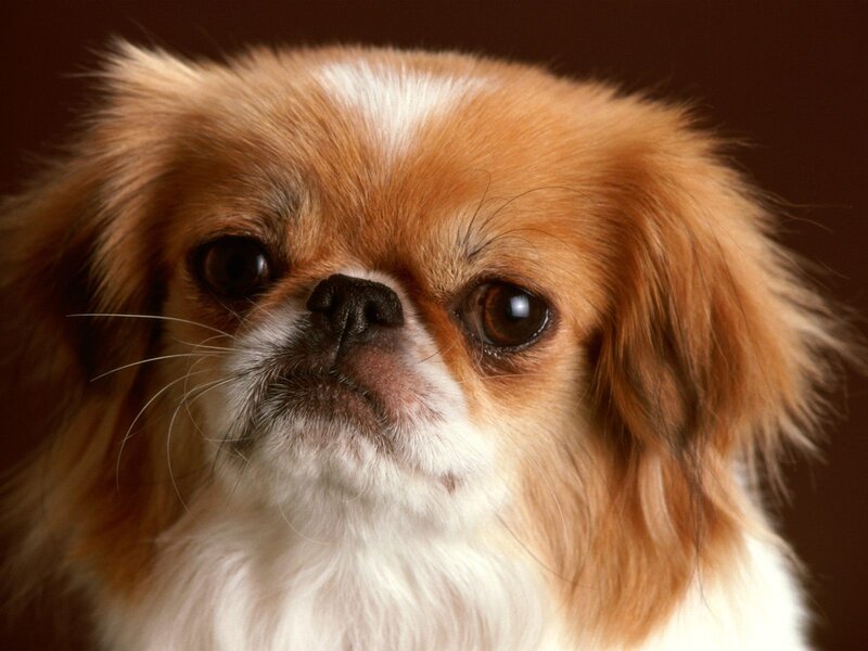 close-up of a small dog