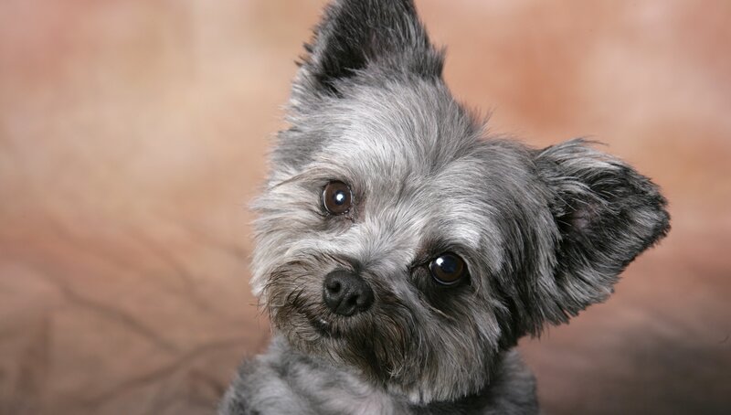 close-up of a small dog
