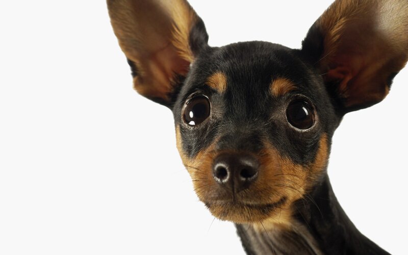 close-up of a small dog