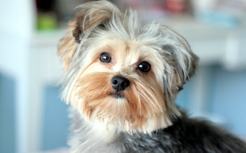 close-up of a small dog