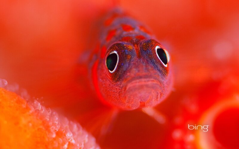 Close-up of a small fish