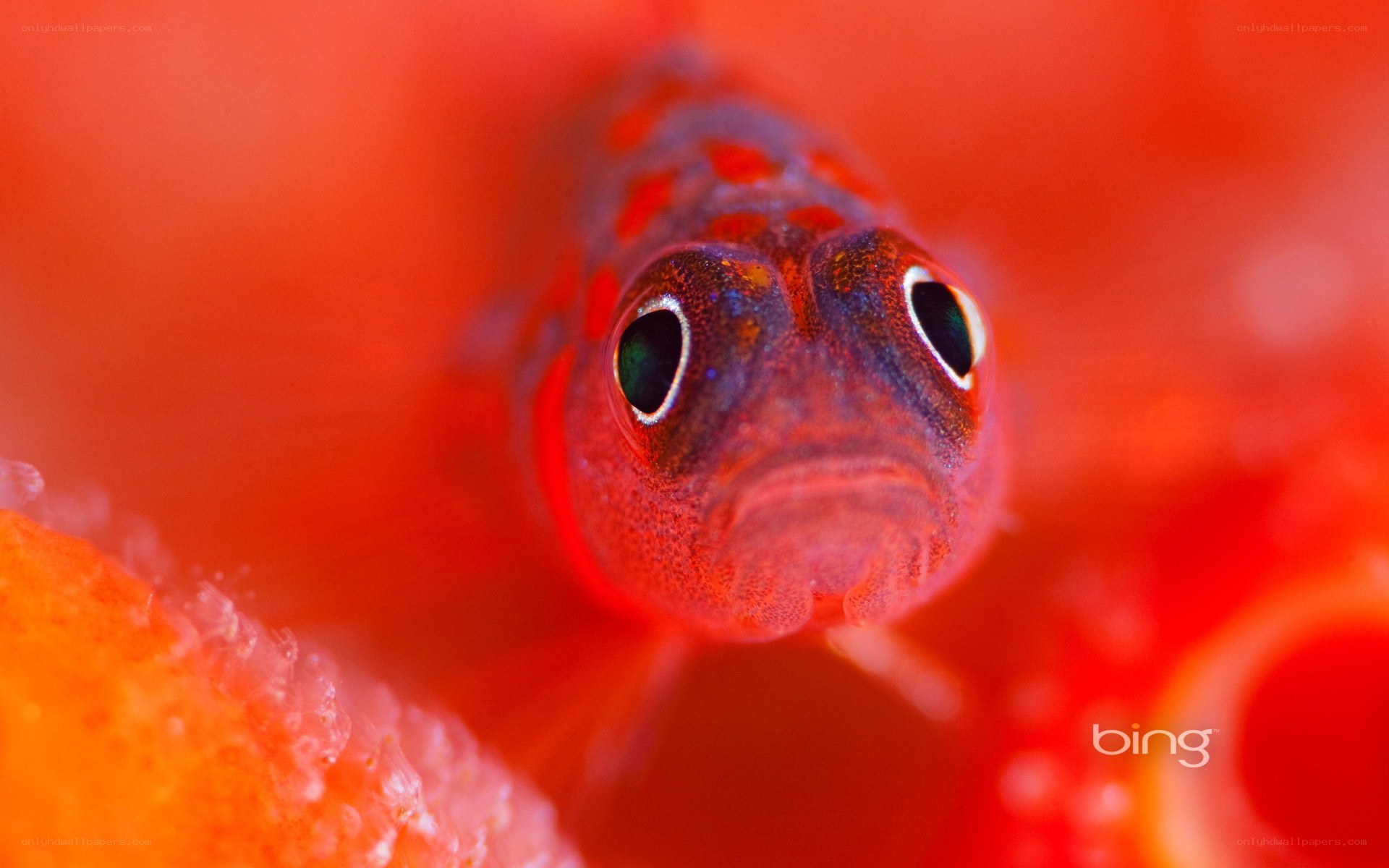 Close-up of a small fish