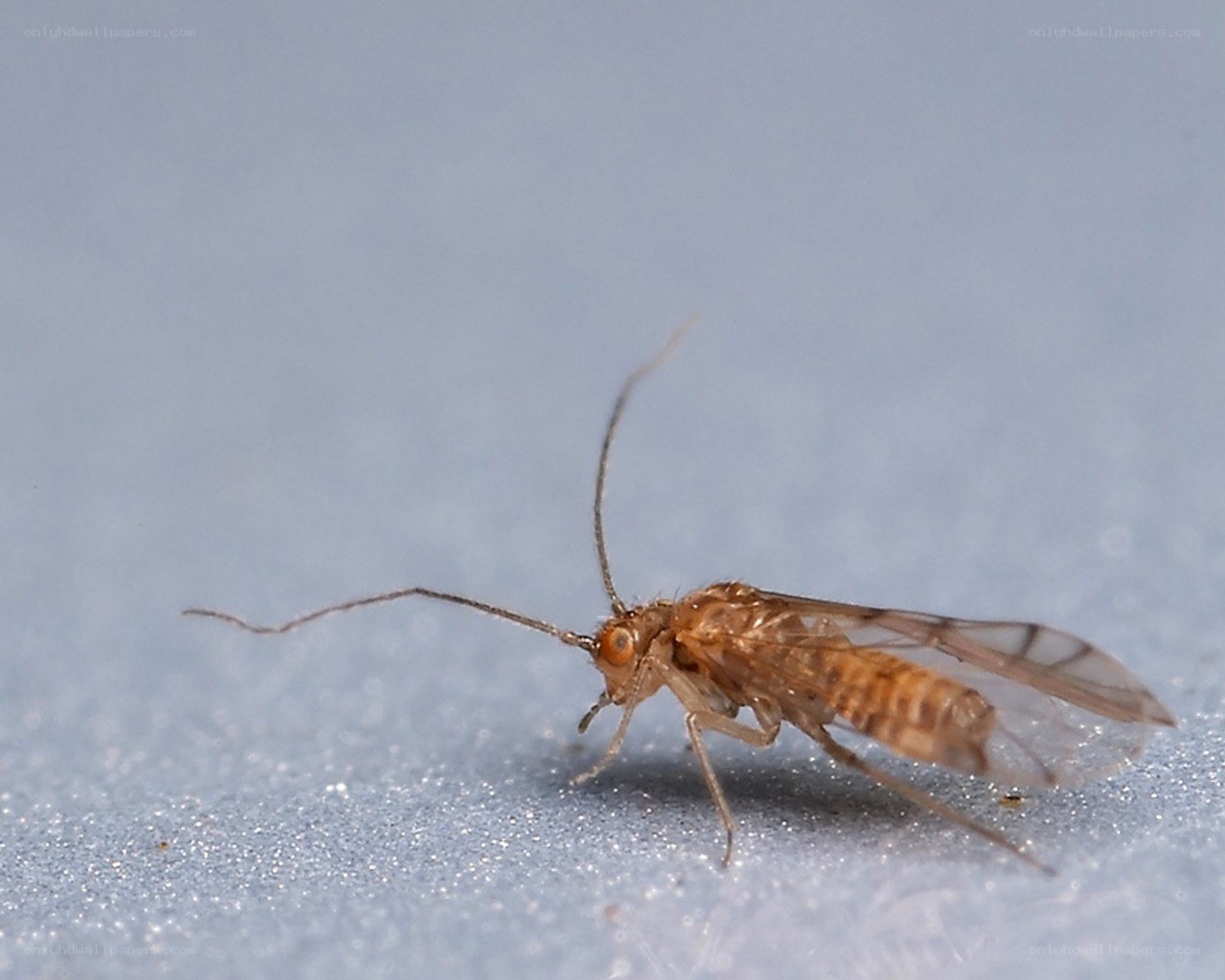 close-up of a small insect