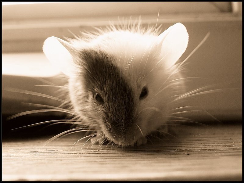 close-up of a small mouse