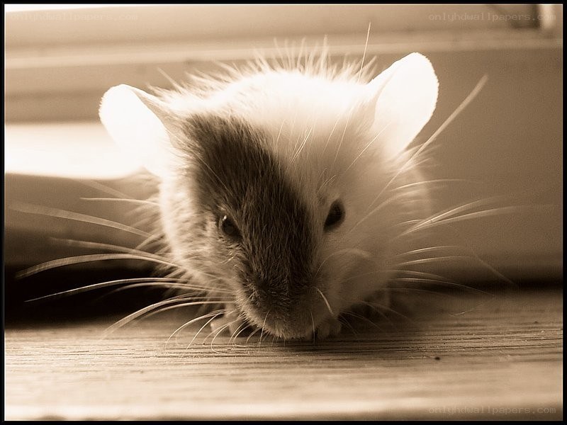 close-up of a small mouse