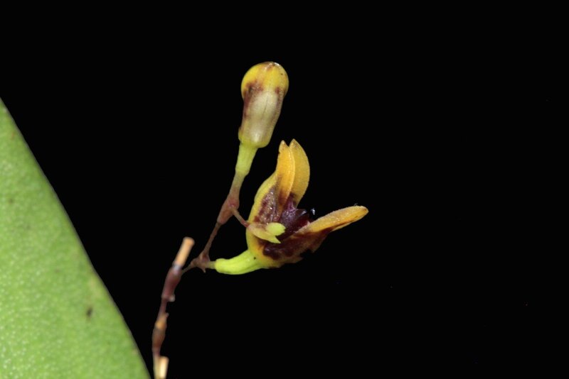 Close-up of a small orchid flower