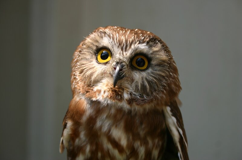 Close-up of a small owl