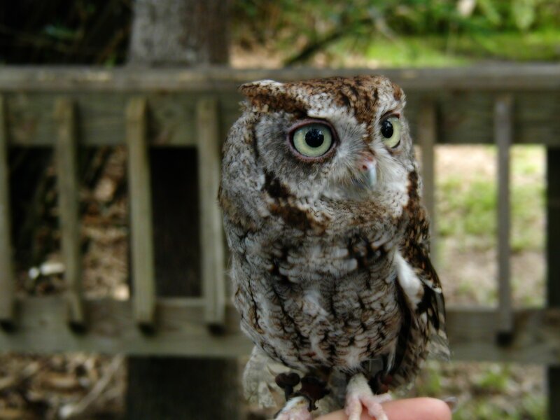 Close-up of a small owl