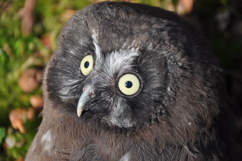 close-up of a small owl