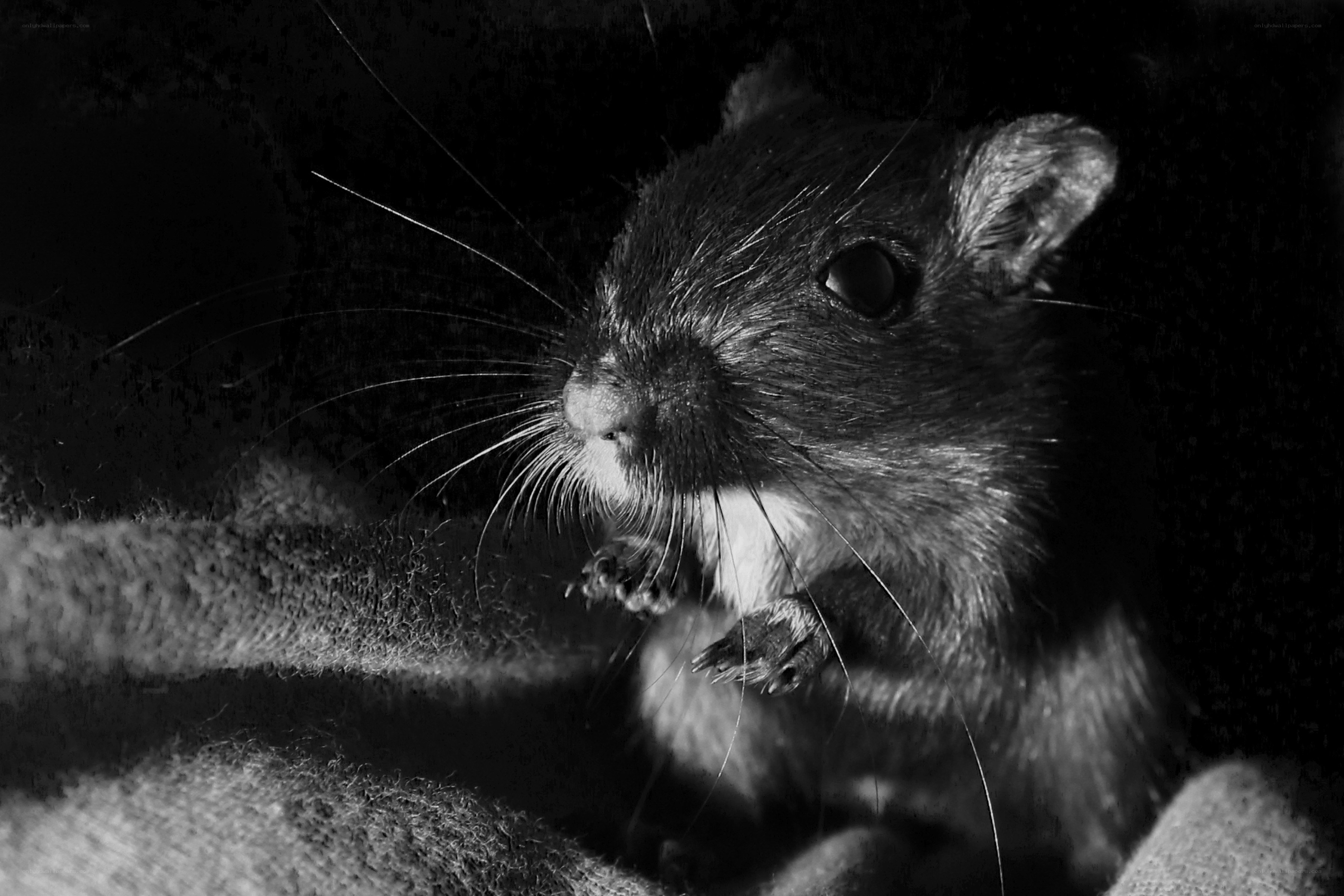 close-up of a small rodent