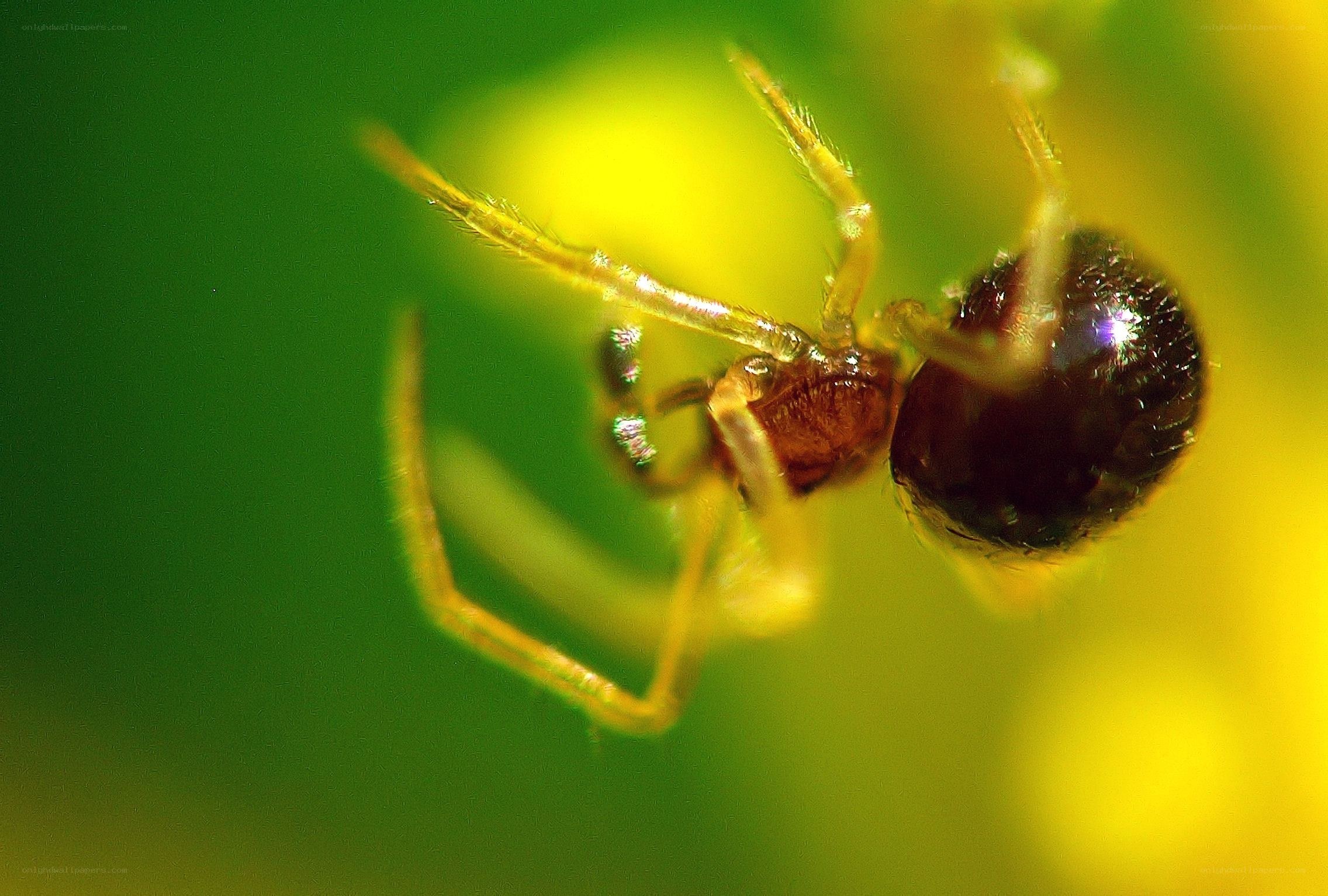 close-up of a small spider