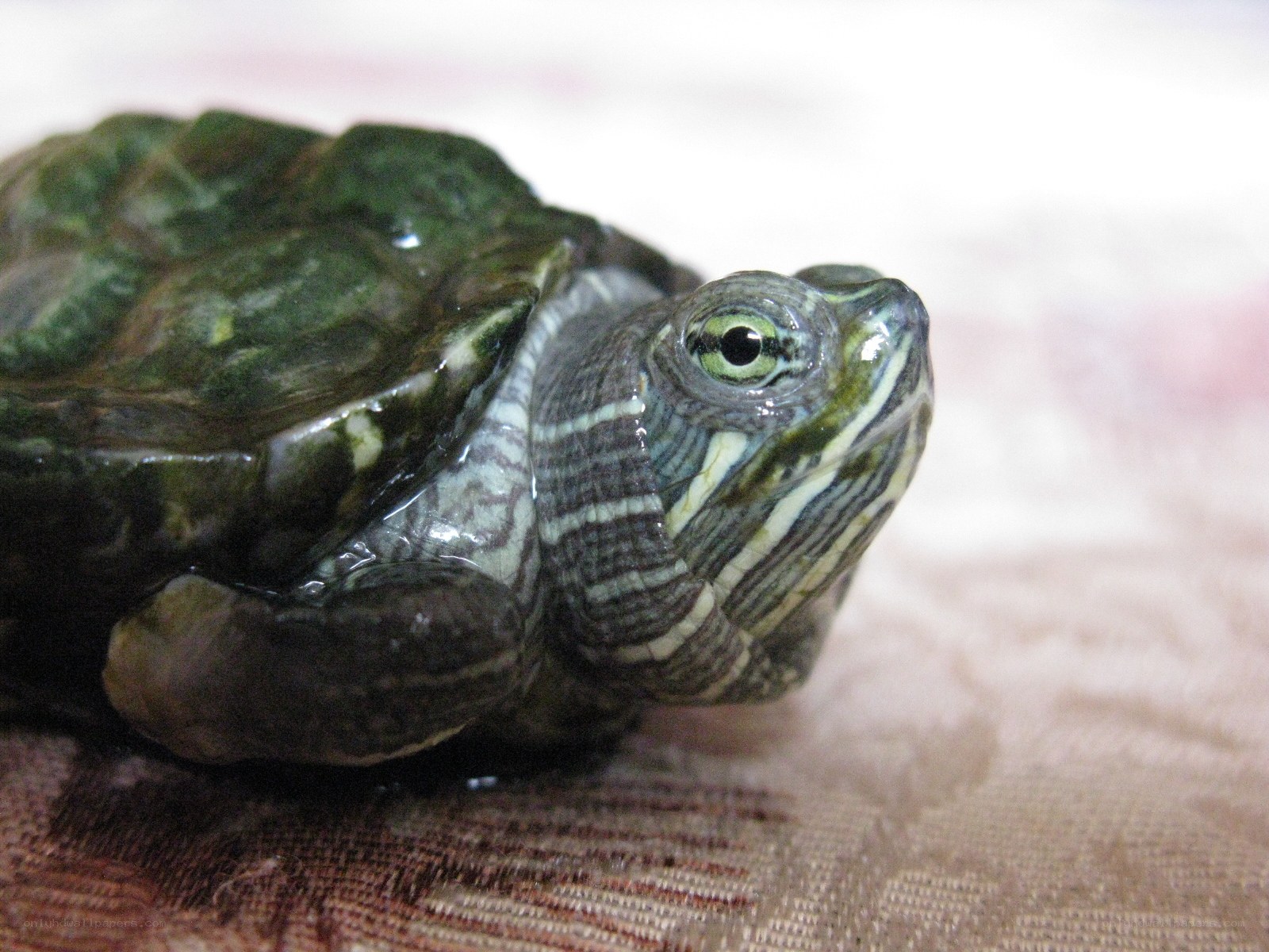 close-up of a small turtle