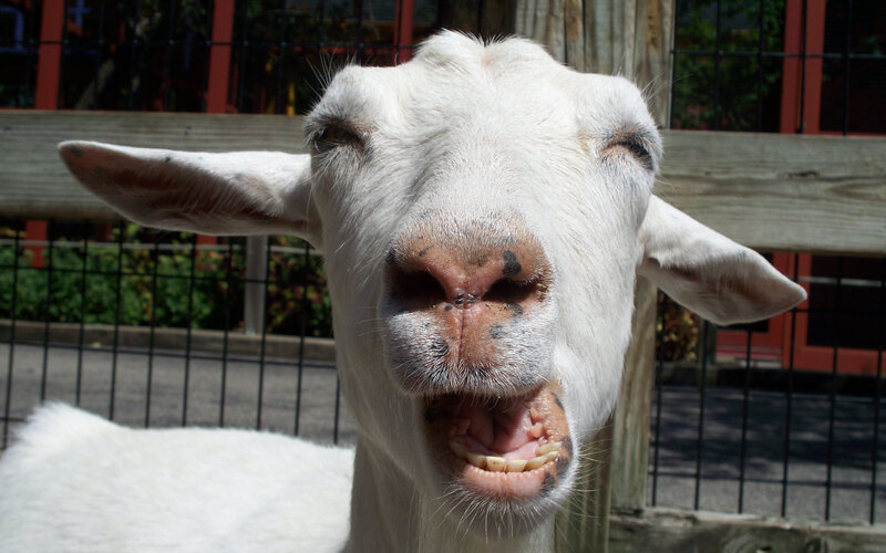 close-up of a smiling goat