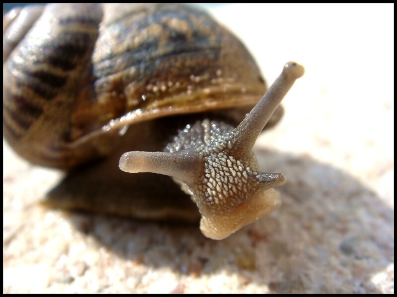 close-up of a snail