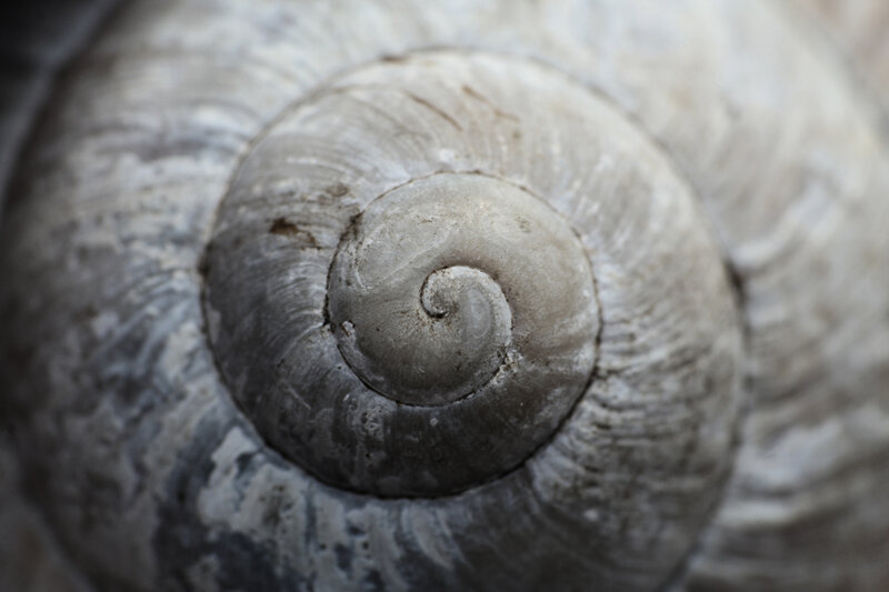 close-up of a snail shell