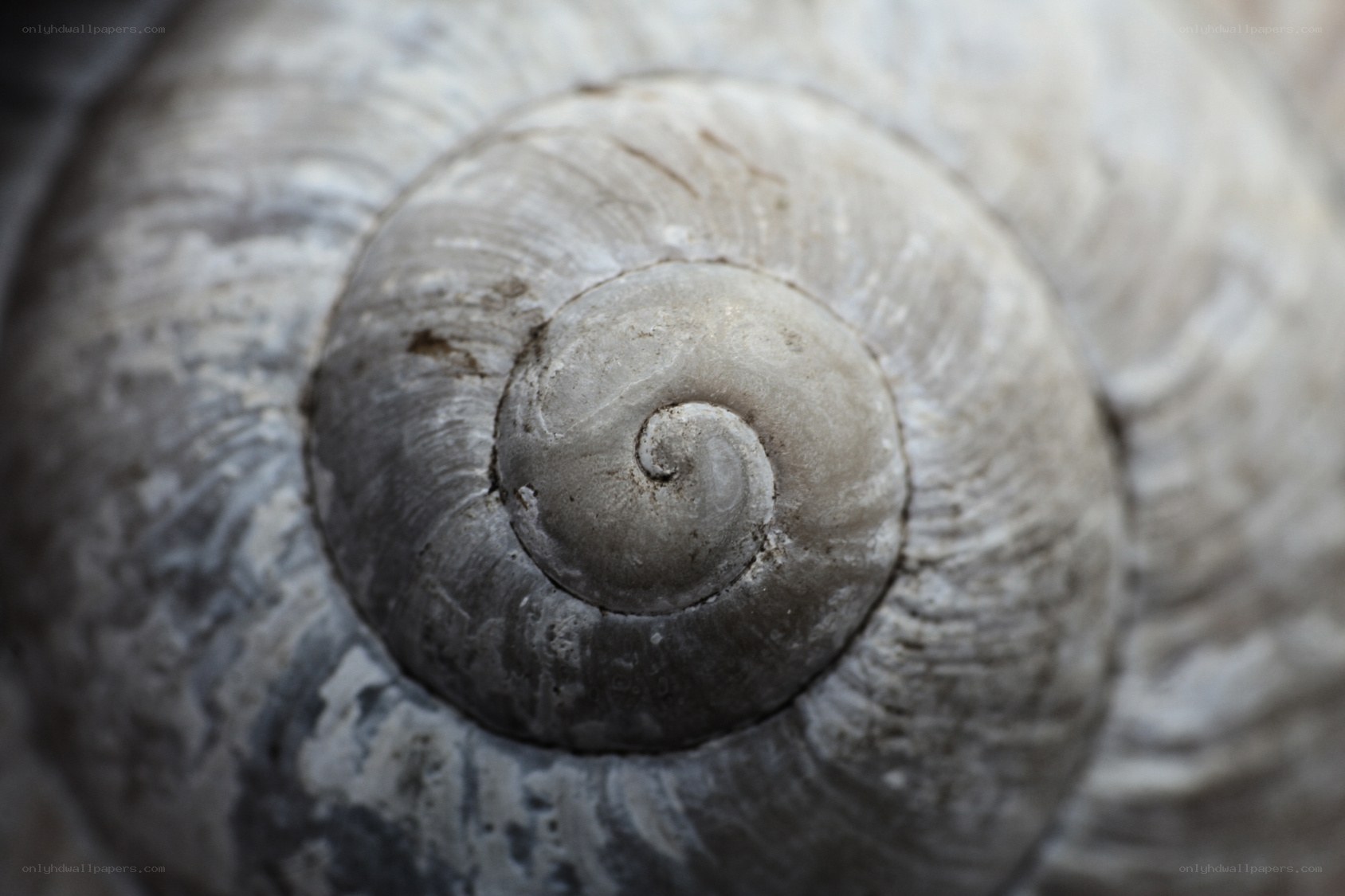 close-up of a snail shell