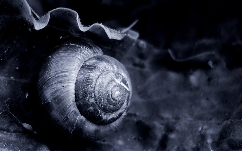 close-up of a snail shell