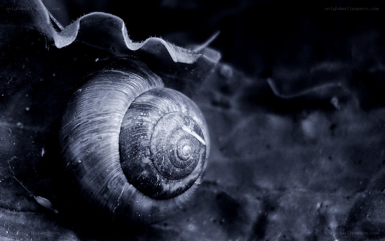 close-up of a snail shell