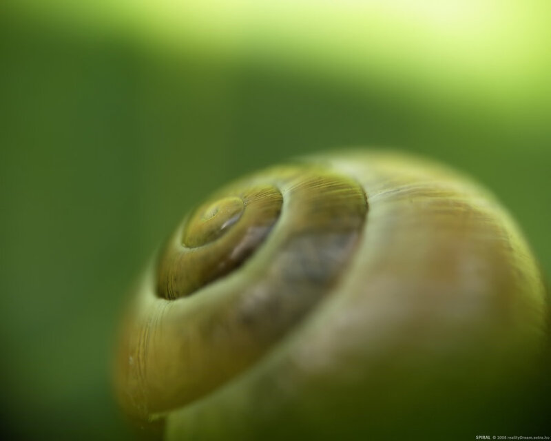 Close-up of a snail shell