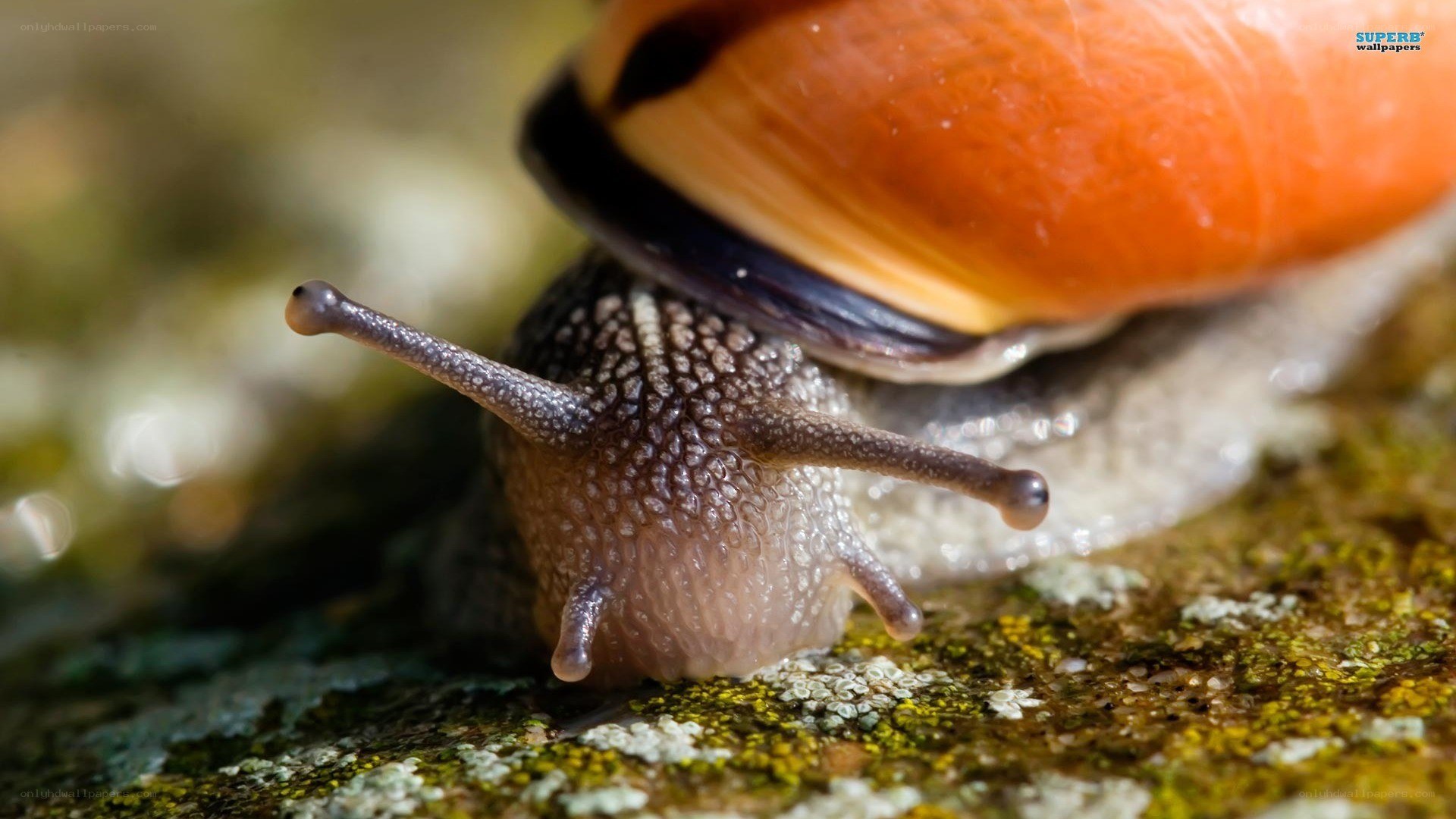 close-up of a snail