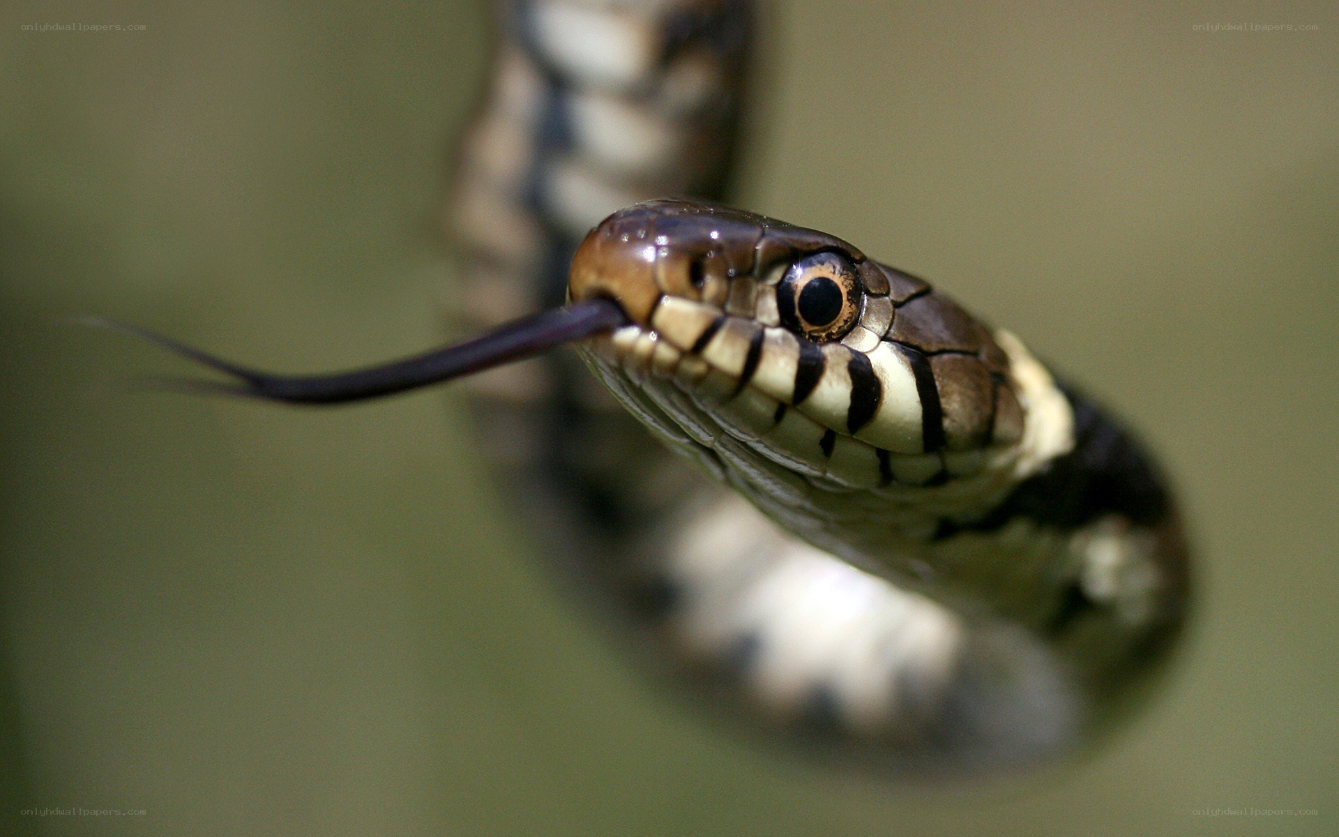 close-up of a snake