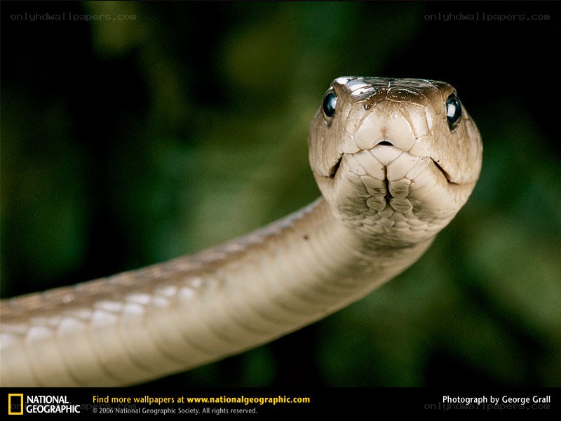 Close-up of a snake