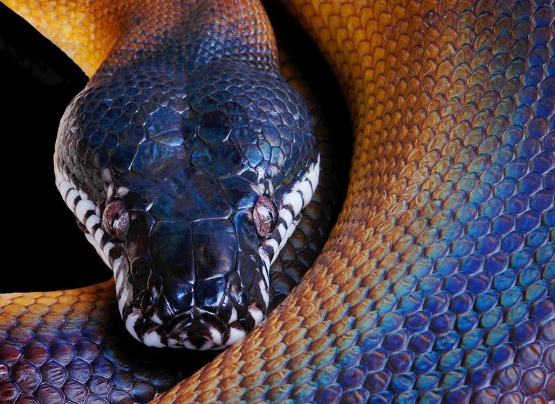 Close-up of a Snake — Blue