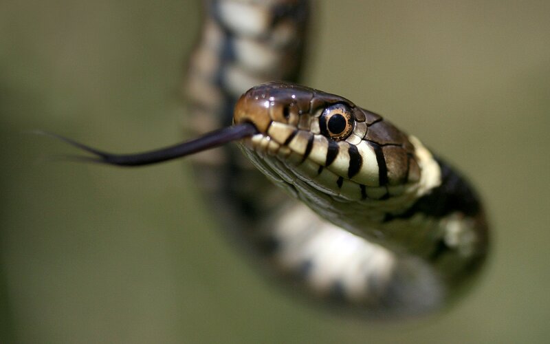Close-up of a Snake — Brown