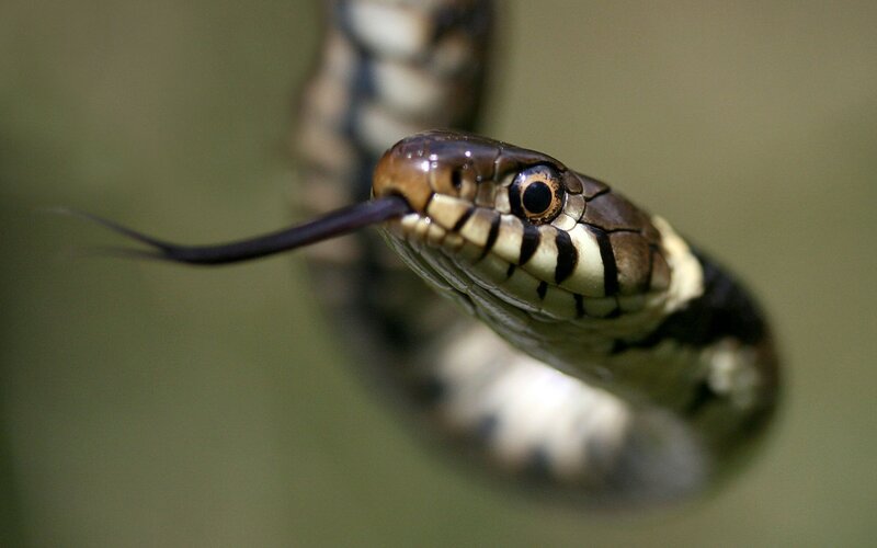 Close-up of a Snake — Green