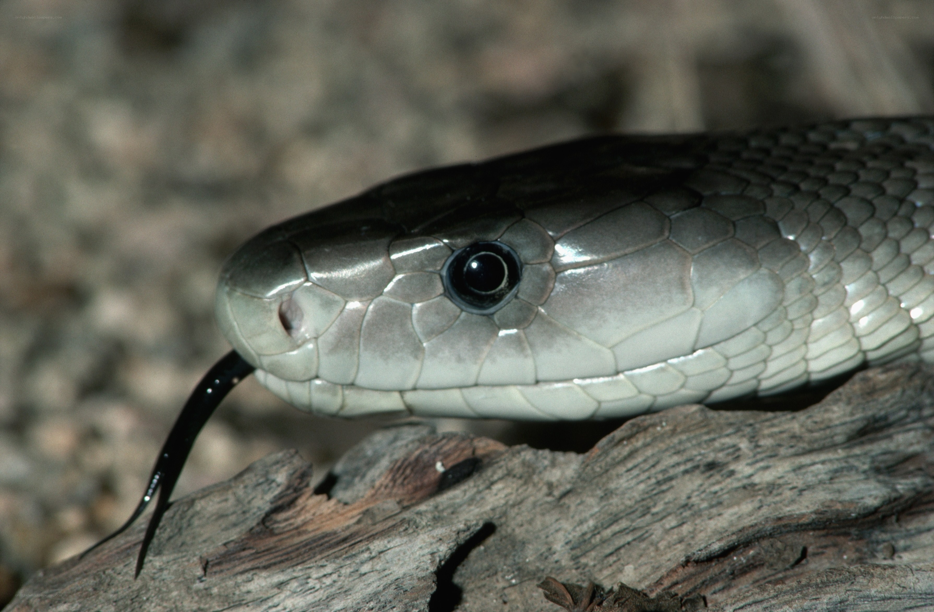 close-up of a snake head
