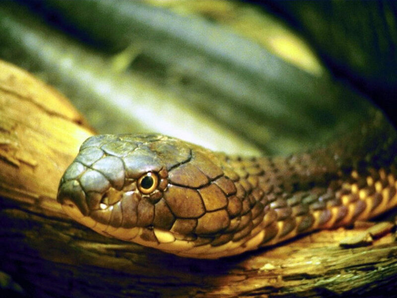 close-up of a snake on wood
