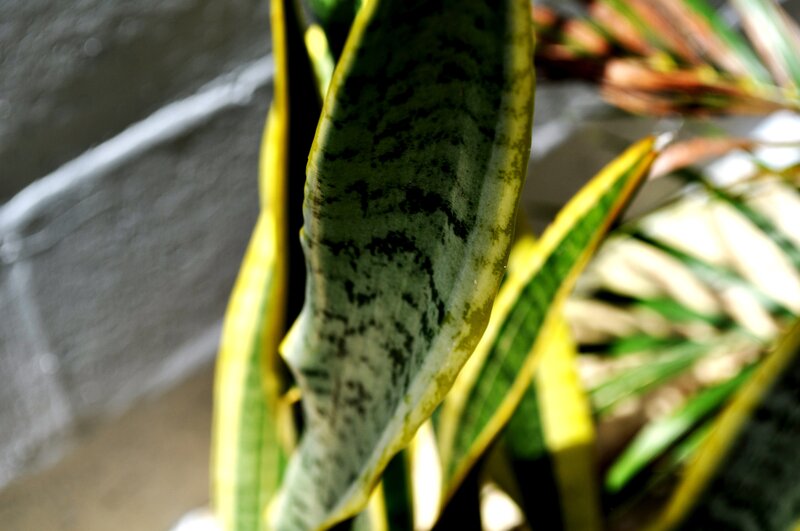 close-up of a snake plant