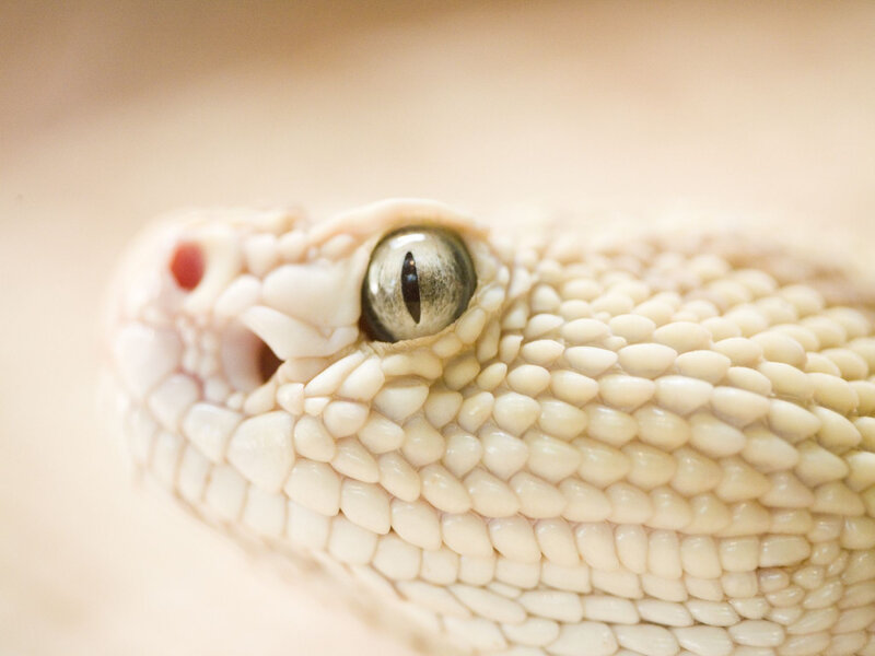 close-up of a snake's eye