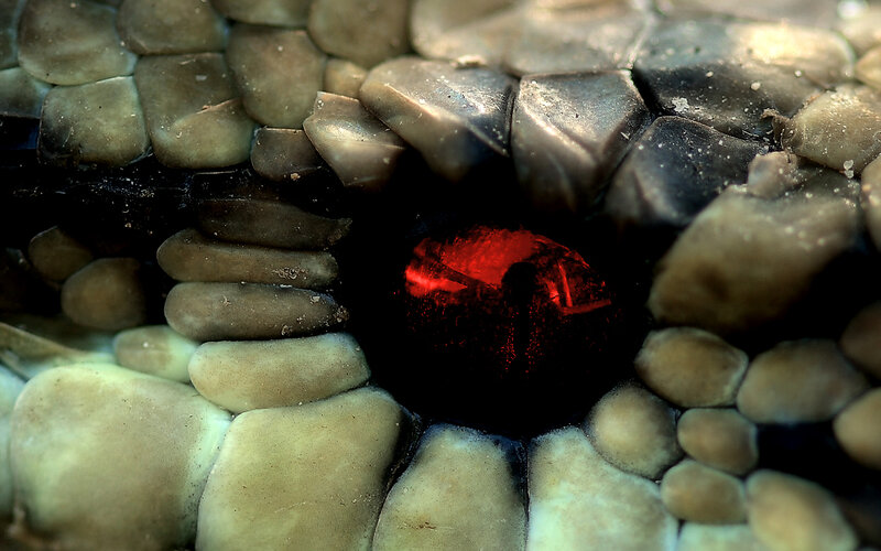 Close-up of a snake's eye