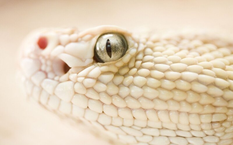 close-up of a snake's eye