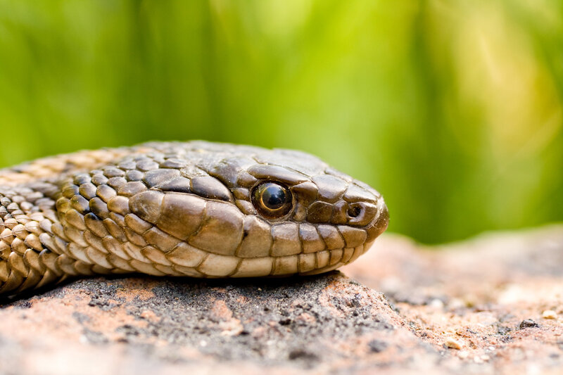 close-up of a snake's head