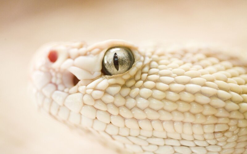 Close-up of a snake's head