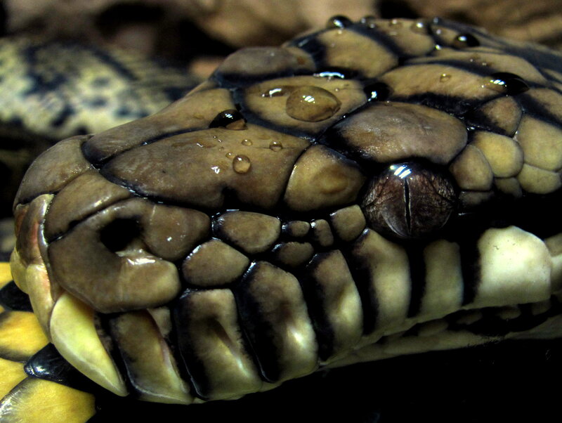 close-up of a snake's head