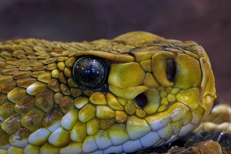 close-up of a snake's head