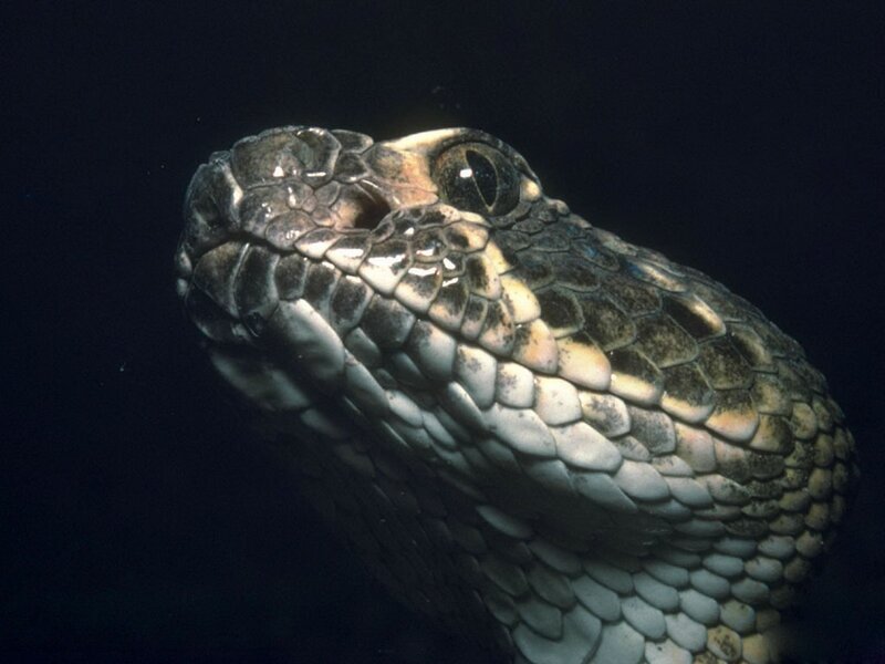 Close-up of a snake's head