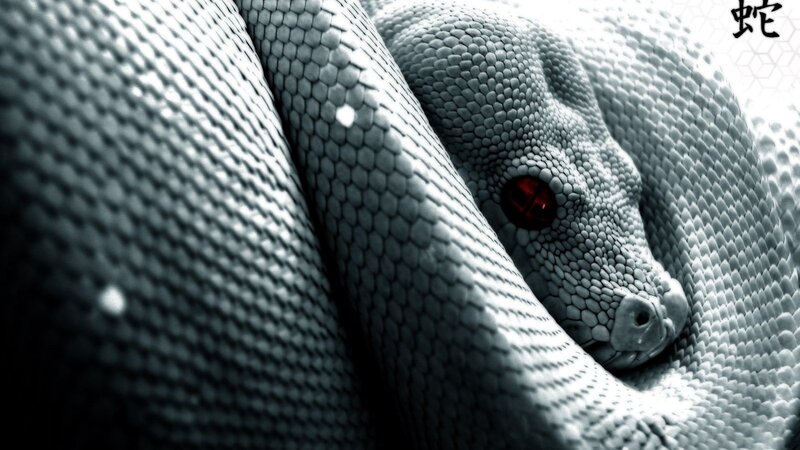 Close-up of a snake's head