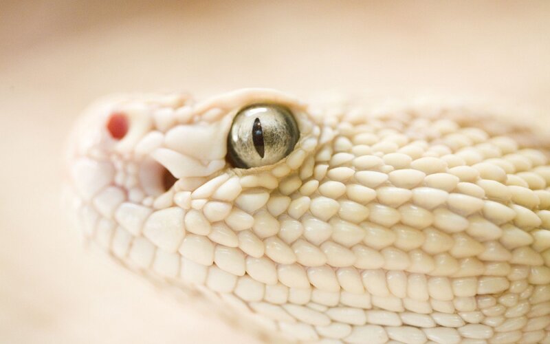 close-up of a snake's head