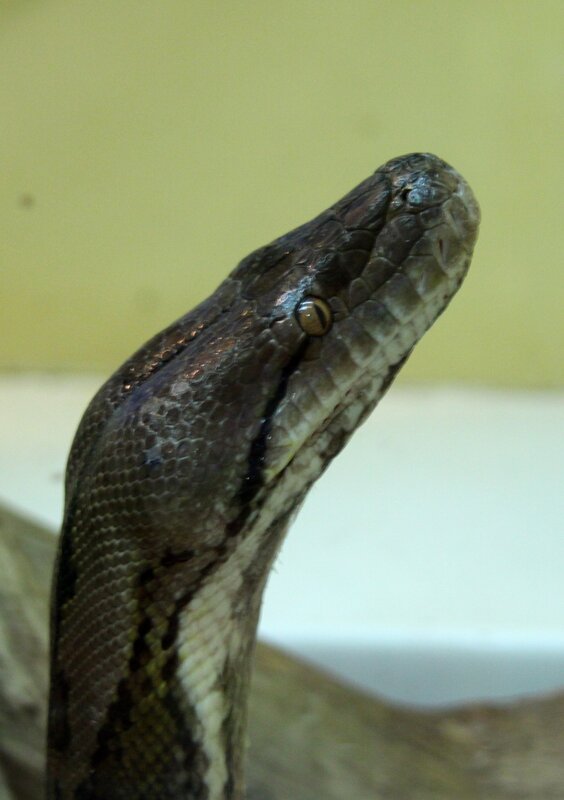 close-up of a snake's head