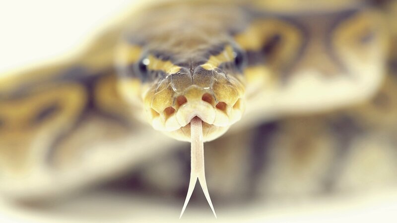 Close-up of a snake's head