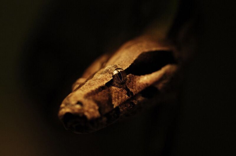 close-up of a snake's head
