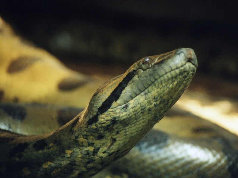 Close-up of a snake's head