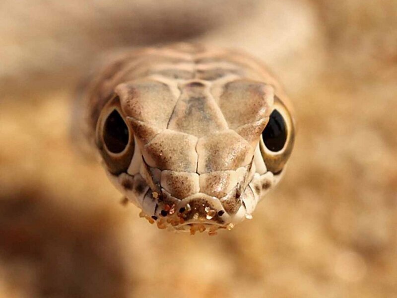 close-up of a snake's head