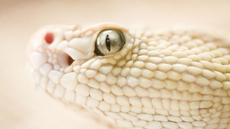 Close-up of a snake's head