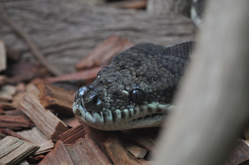 close-up of a snake's head