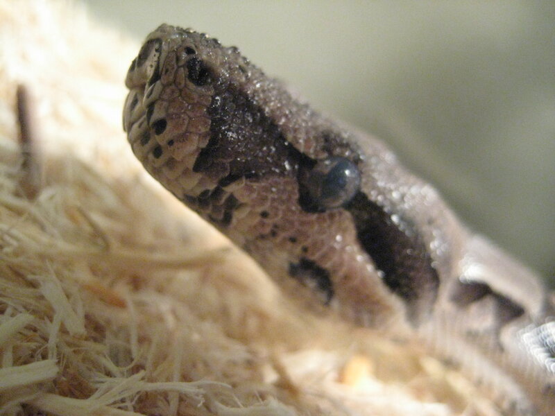 close-up of a snake's head